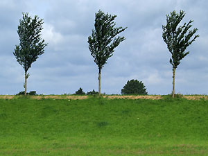 Bomen