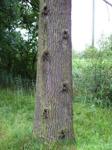 De boom bij Fort bij Vechten met de ingegroeide klimijzers.