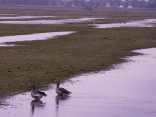 Ganzen in de inundatie bij Fort bij Krommeniedijk.