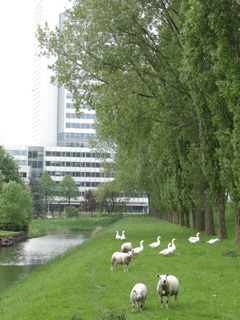 Schapen en ganzen op de Geniedijk in Hoofddorp.