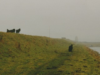 Geniedijk met pony's in 1998, vanaf de Aalsmeerderweg nabij snelweg A4.